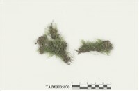 藏品(平苔科)的圖片